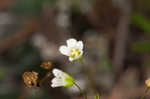 Appalachian stitchwort